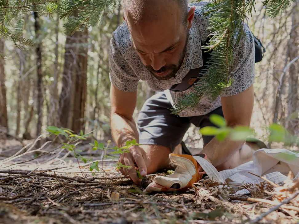 A man on his hands and knees harvesting a wild mushroom in the forest