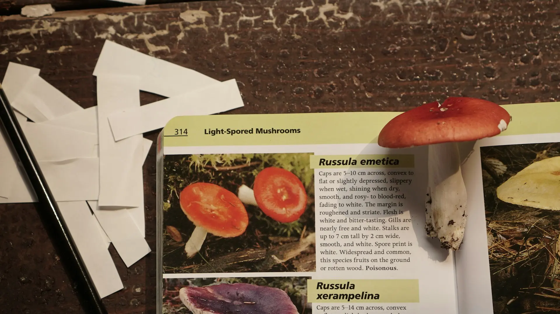 A mushroom on top of a book, showing the information about that mushroom
