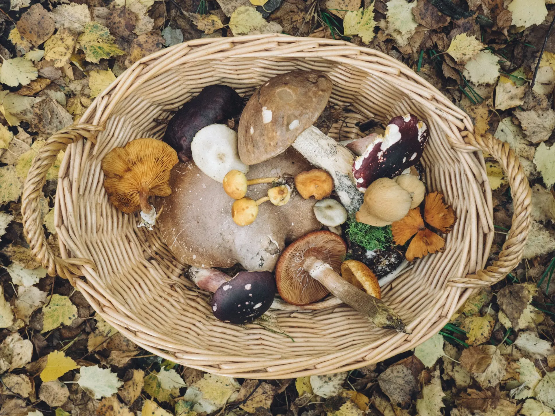 a basket full of wild mushroom